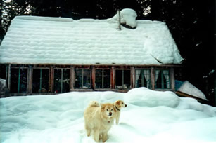 Cabin and dogs