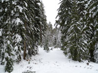 Trillium Lake Snowshoeing Trail Map