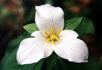 Trillium Flower