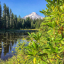 mtHoodTrilliumLakeRhodies