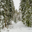 mt-hood-woods-dec-1-2010800