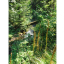 Mineral Creek