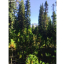 Mt Hood View