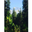 Mt. Hood View